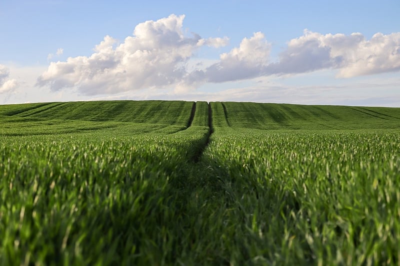 Farm-to-Table Dining